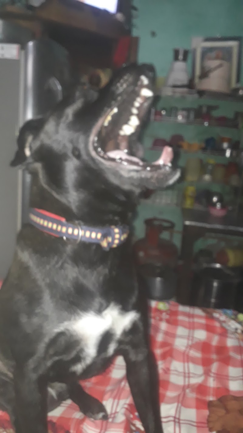 Dogs and pets in Chandigarh — Photo 2