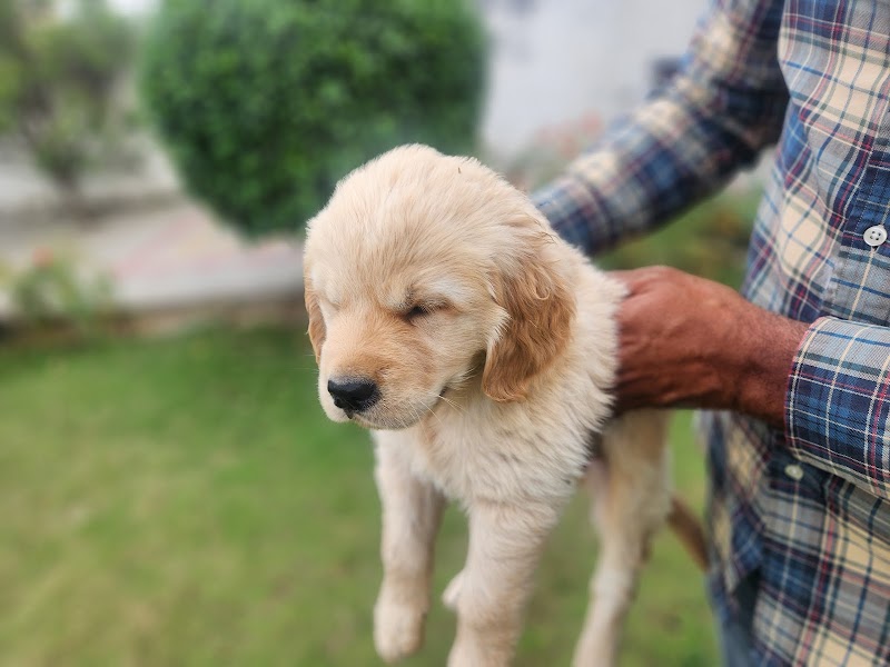 Dogs and pets in Chandigarh — Photo 3