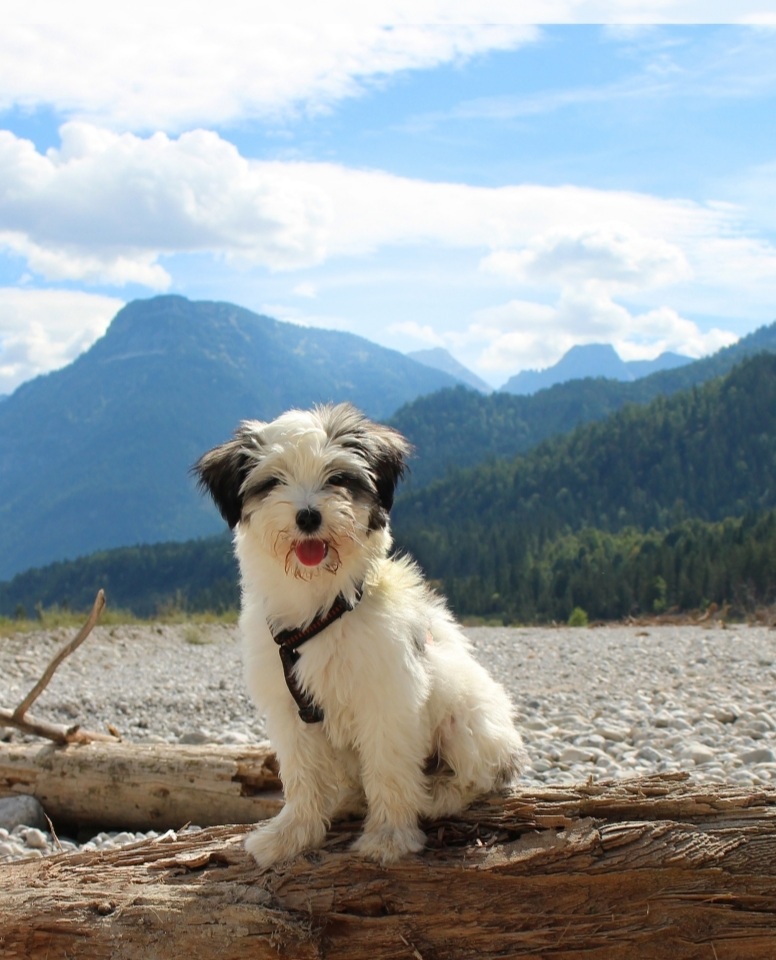 Dogs and pets in Chandigarh — Photo 4