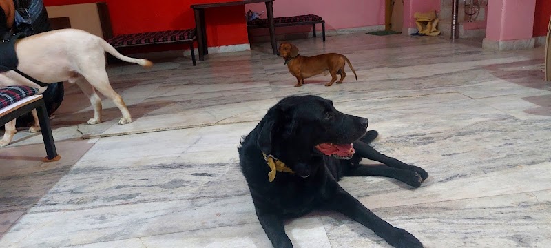 Dogs inn Foster home Bhopal- pet boarding service