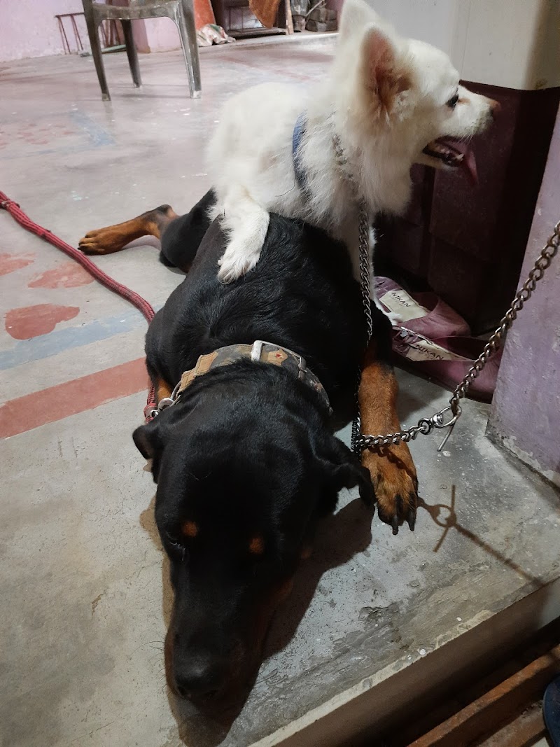 Dogs n Dogs Training — Photo 2