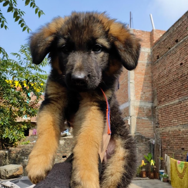 Dogs n Dogs Training — Photo 3