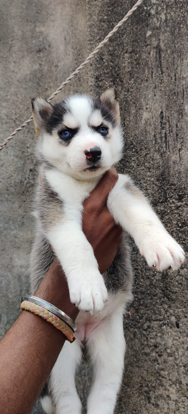 Dogs n Dogs Training — Photo 4