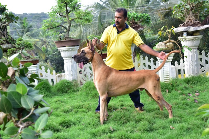DOGS PAKKUS PAVITHRA KENNELLS Trivandrum — Photo 2