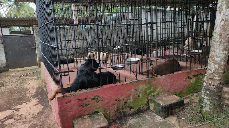 DOGS PAKKUS PAVITHRA KENNELLS Trivandrum — Photo 3