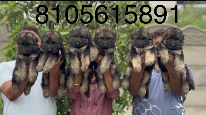 Dogs Walk Kennel and boarding