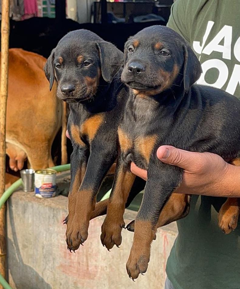 Dogs world Dehradun — Photo 3