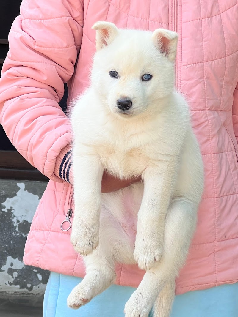 Dogs world Dehradun — Photo 4