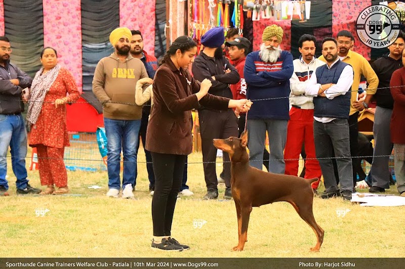 DOGSPLAY — Photo 2