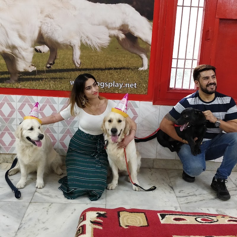 DOGSPLAY — Photo 3