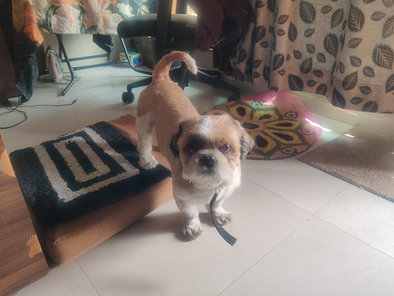 DogZilla Kharghar – Dog Boarding & Daycare — Photo 3