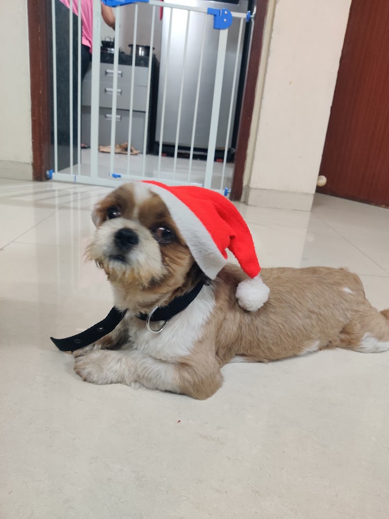 DogZilla Kharghar – Dog Boarding & Daycare — Photo 4