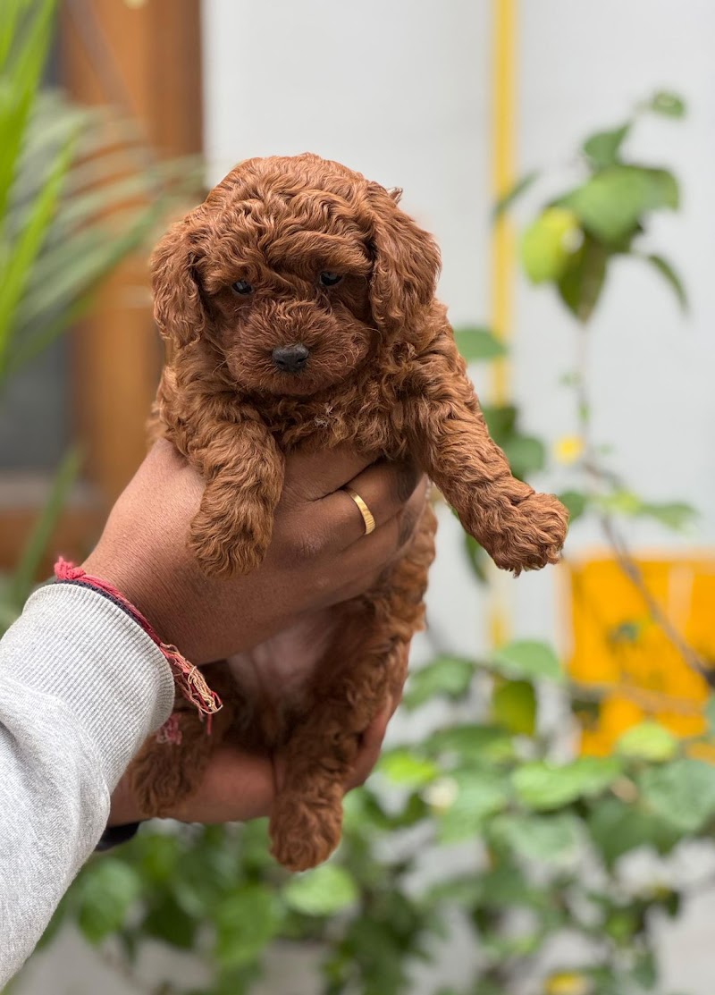 Dollar pet shop — Photo 3