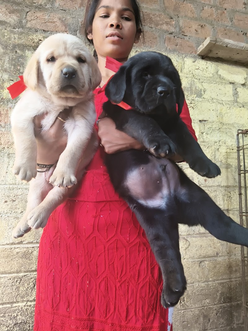 Dollar pet shop — Photo 4