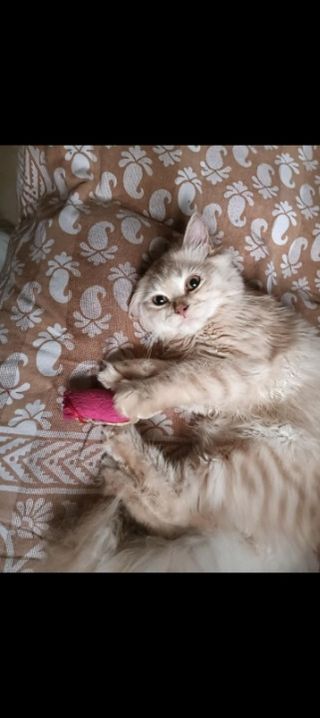 Dolly's Homely Pet Boarding