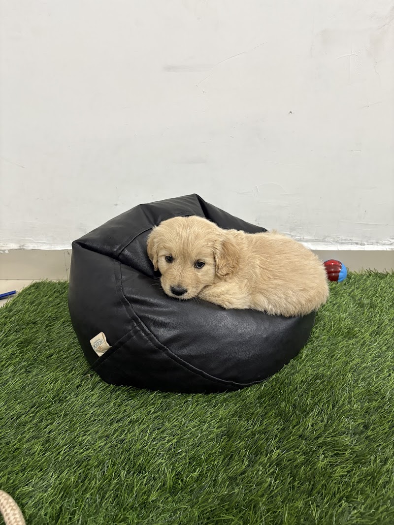 DORA THE PET SHOP — Photo 4