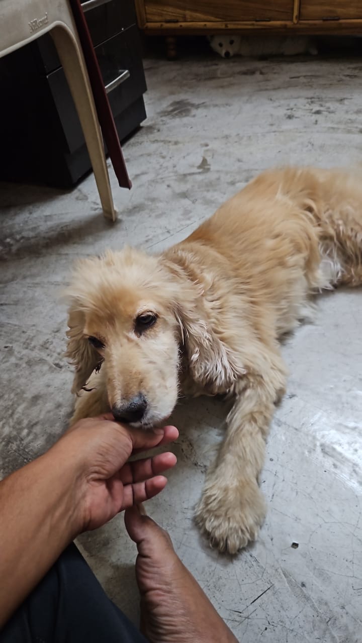 Dr. Aman kr(veterinarian) pet clinic