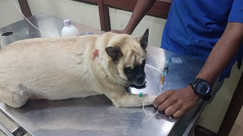 Dr. Anands Pets Clinic