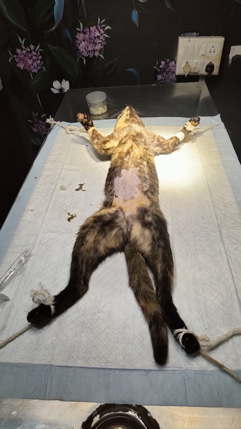 Dr. Atul's City Pet Clinic & Surgical Centre — Photo 2