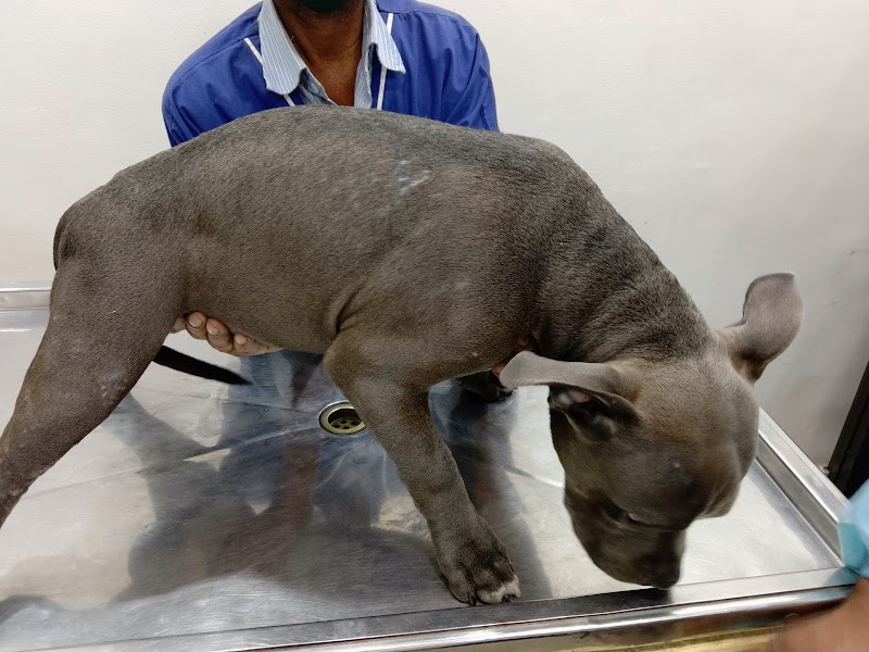 Dr. Dagli Pet Animal Clinic — Photo 3