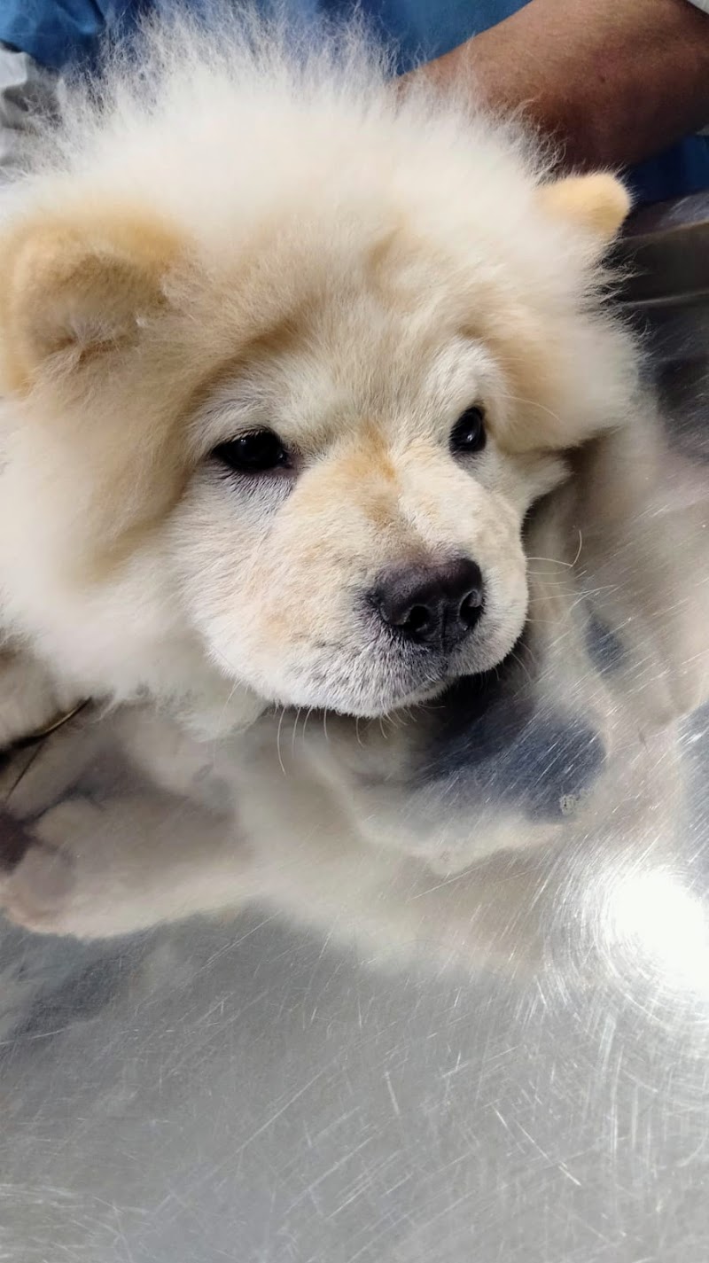 Dr. Dagli Pet Animal Clinic — Photo 4