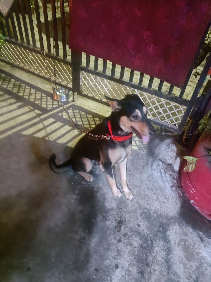 Dr. Dhote's Pet Care - Home Service — Photo 3