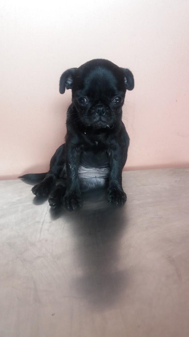 Dr. Gupta's Pet Speciality Clinic & Surgical Centre — Photo 2