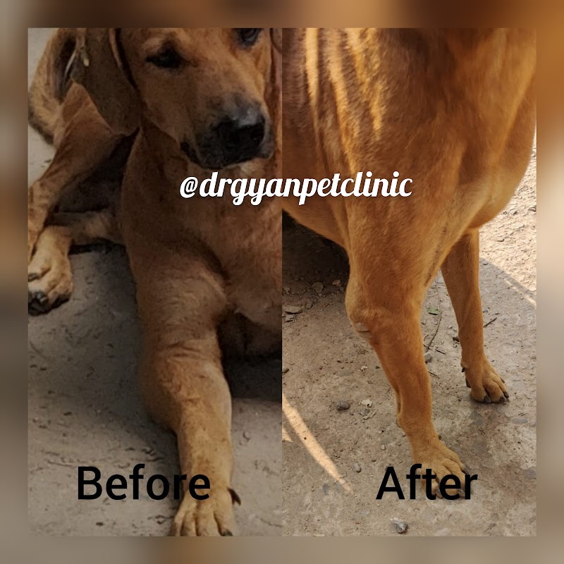Dr Gyan Pet Clinic & Surgery Centre — Photo 4