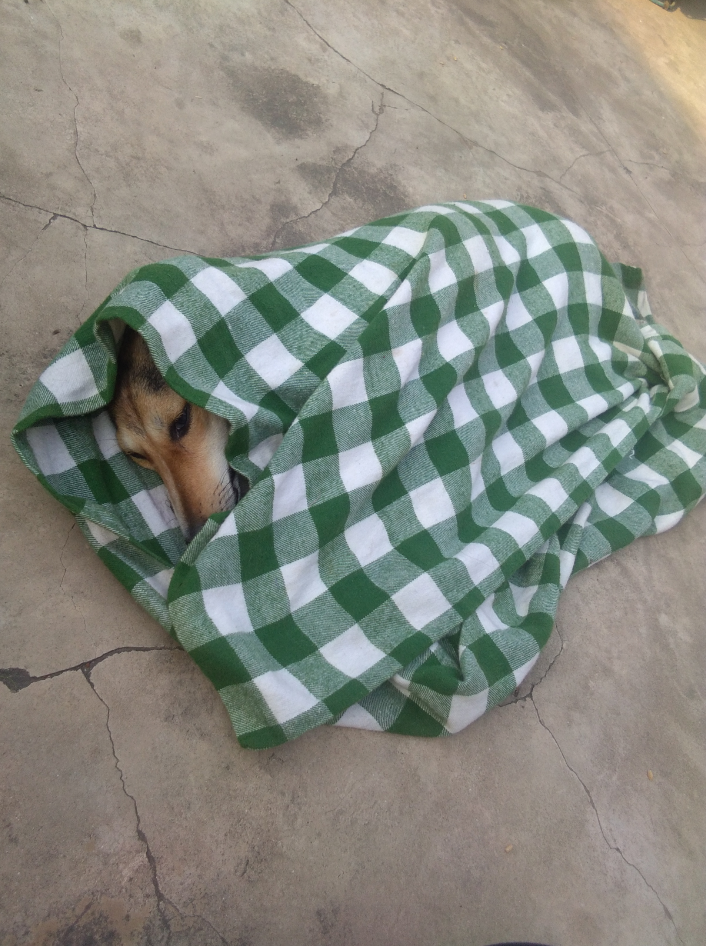 Dr Jains Cat & Dog Clinic