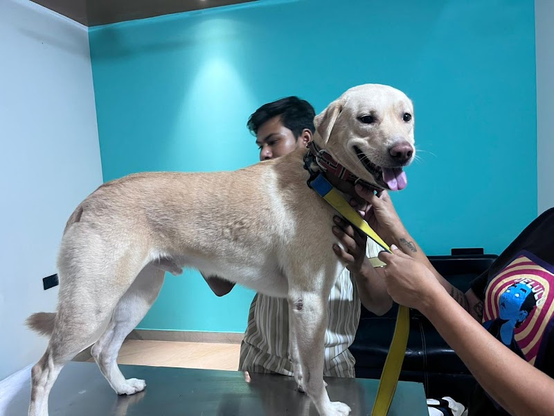 Dr Manoj Vet Care Pet Clinic — Photo 3
