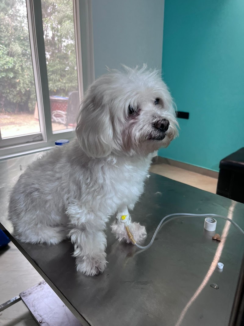 Dr Manoj Vet Care Pet Clinic — Photo 4