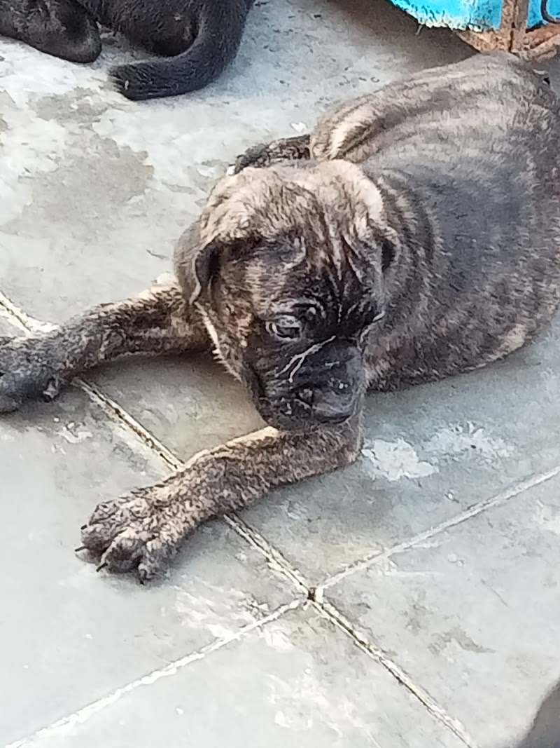 Dr nigam pet clinic & vaccination center — Photo 3