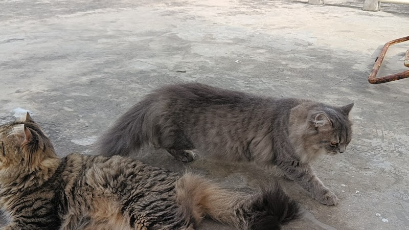 Dr. Patel Pet Clinic — Photo 2