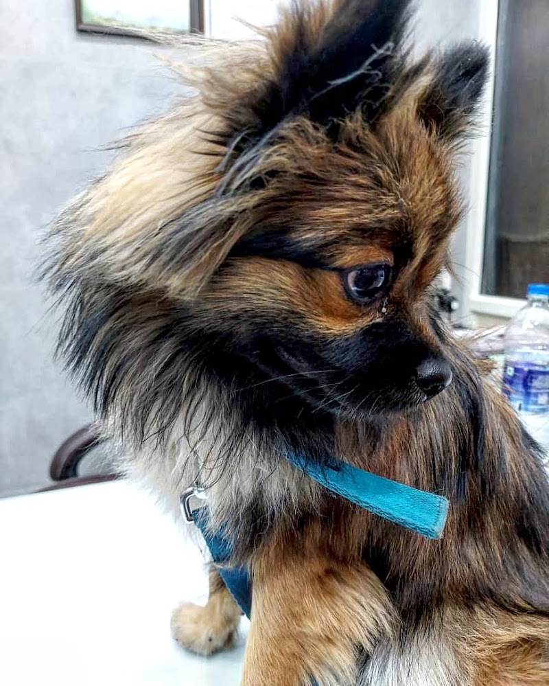 Dr. Patel Pet Clinic — Photo 4