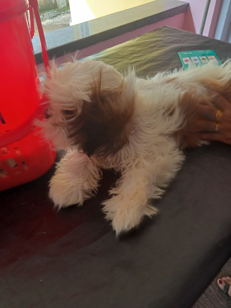 Dr Sabu's elcado pets and PET Clinic — Photo 2