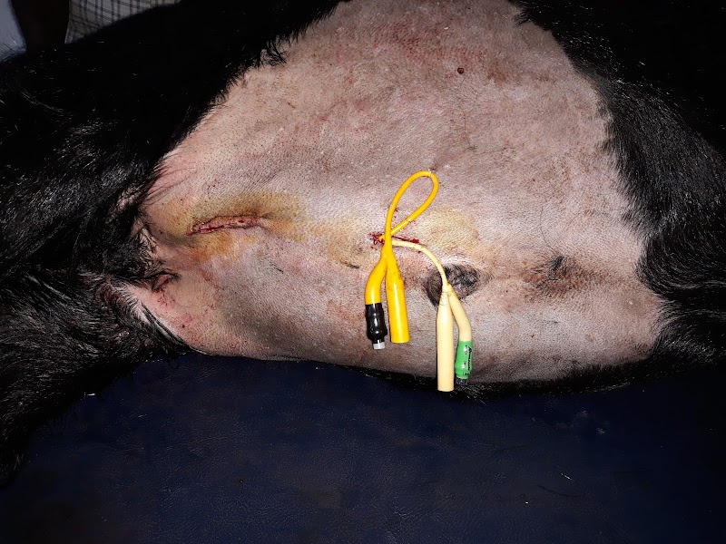 Dr Samir Sahay Pet Care Clinic