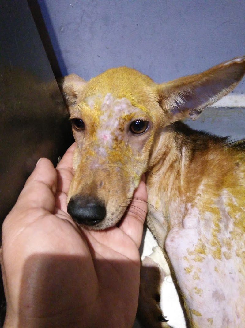 Dr Surya Best Veterinary Doctor In Lucknow — Photo 3