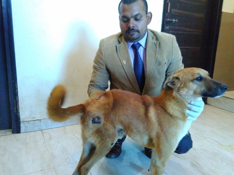 Dr Surya Best Veterinary Doctor In Lucknow — Photo 4