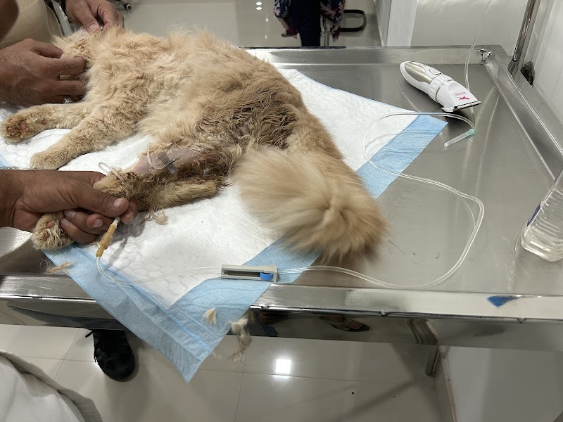 Dr. Tiwari pet clinic