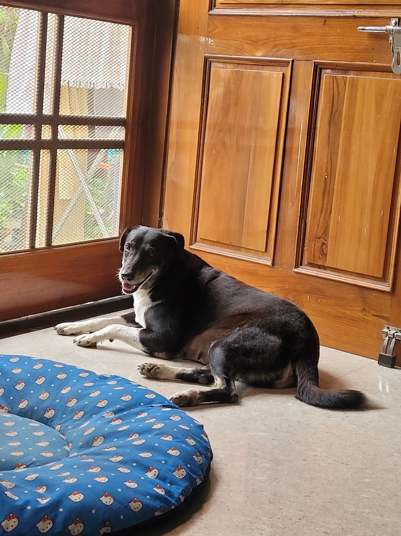 DR VET 24 & 7 PET CLINIC — Photo 2