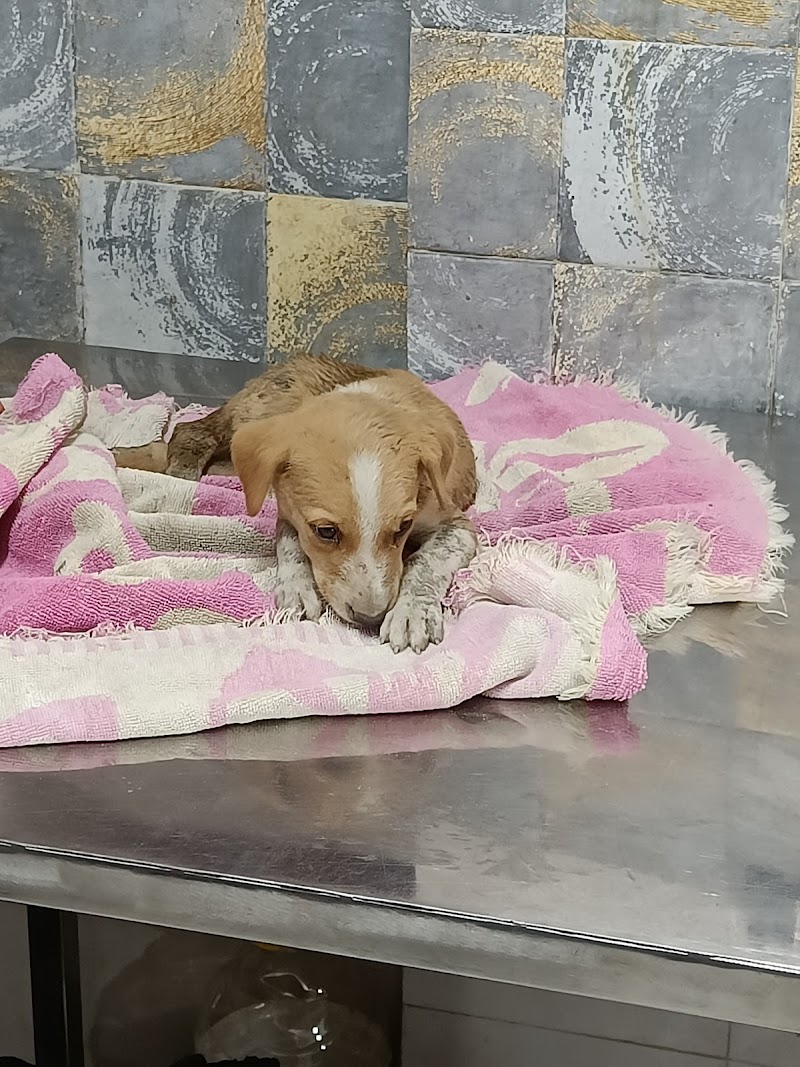 DR VET 24 & 7 PET CLINIC — Photo 4