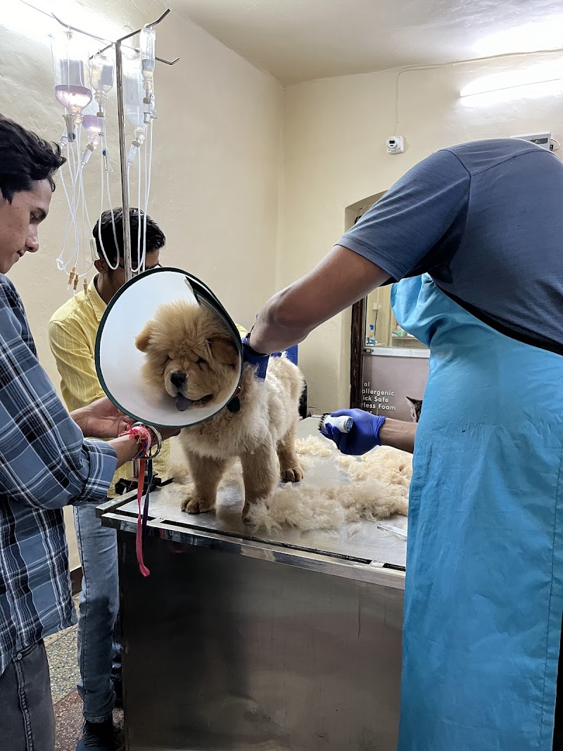 Dr. Vyas Pet Clinic & Diagnostic Centre in dehradun — Photo 2