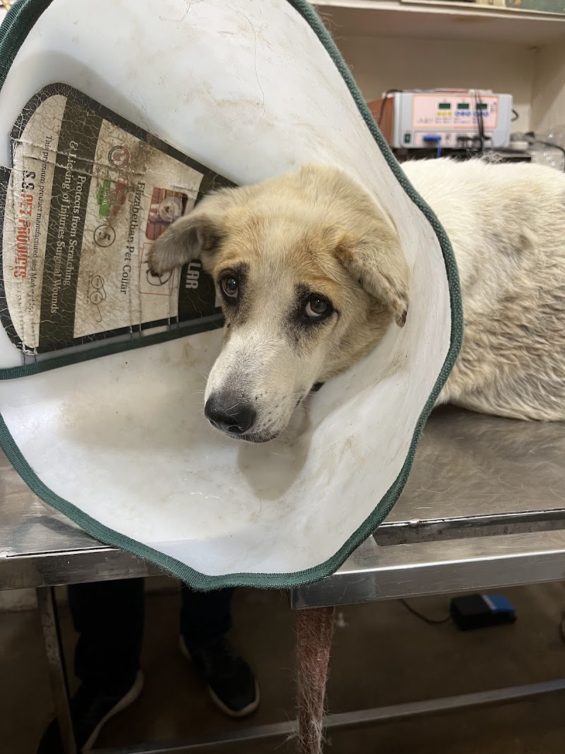 Dr. Vyas Pet Clinic & Diagnostic Centre in dehradun — Photo 3