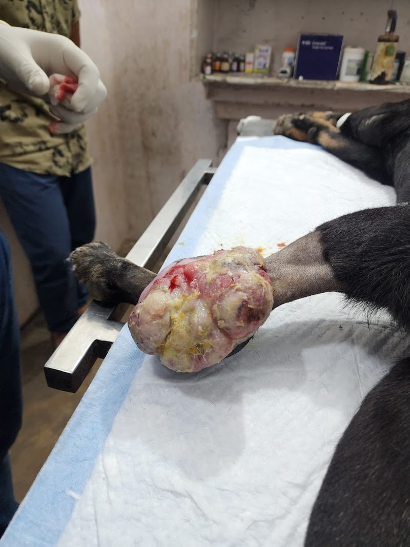 Dr. Vyas Pet Clinic & Diagnostic Centre in dehradun — Photo 4