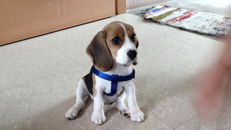 Dream Dog's — Photo 1