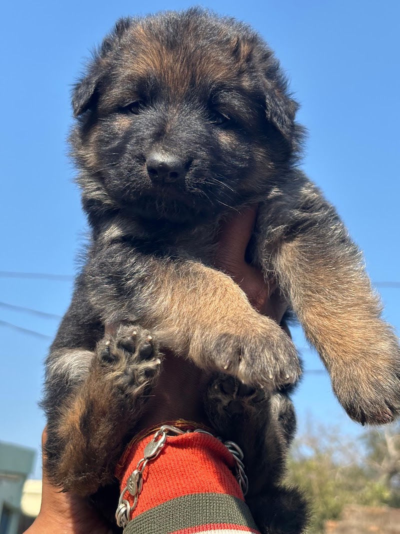 Dream Dog's — Photo 2