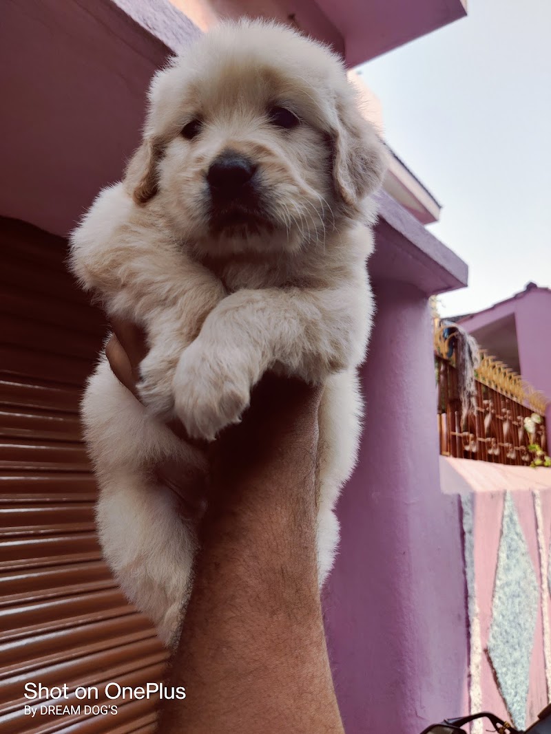 Dream Dog's — Photo 3