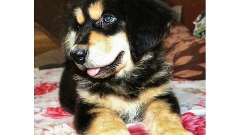 Dream pets kennel & pet shop