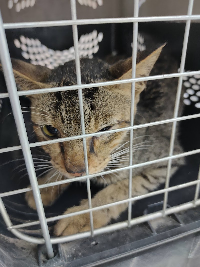 DR.NETKAR'S PET CARE CLINIC & PET SHOP — Photo 2