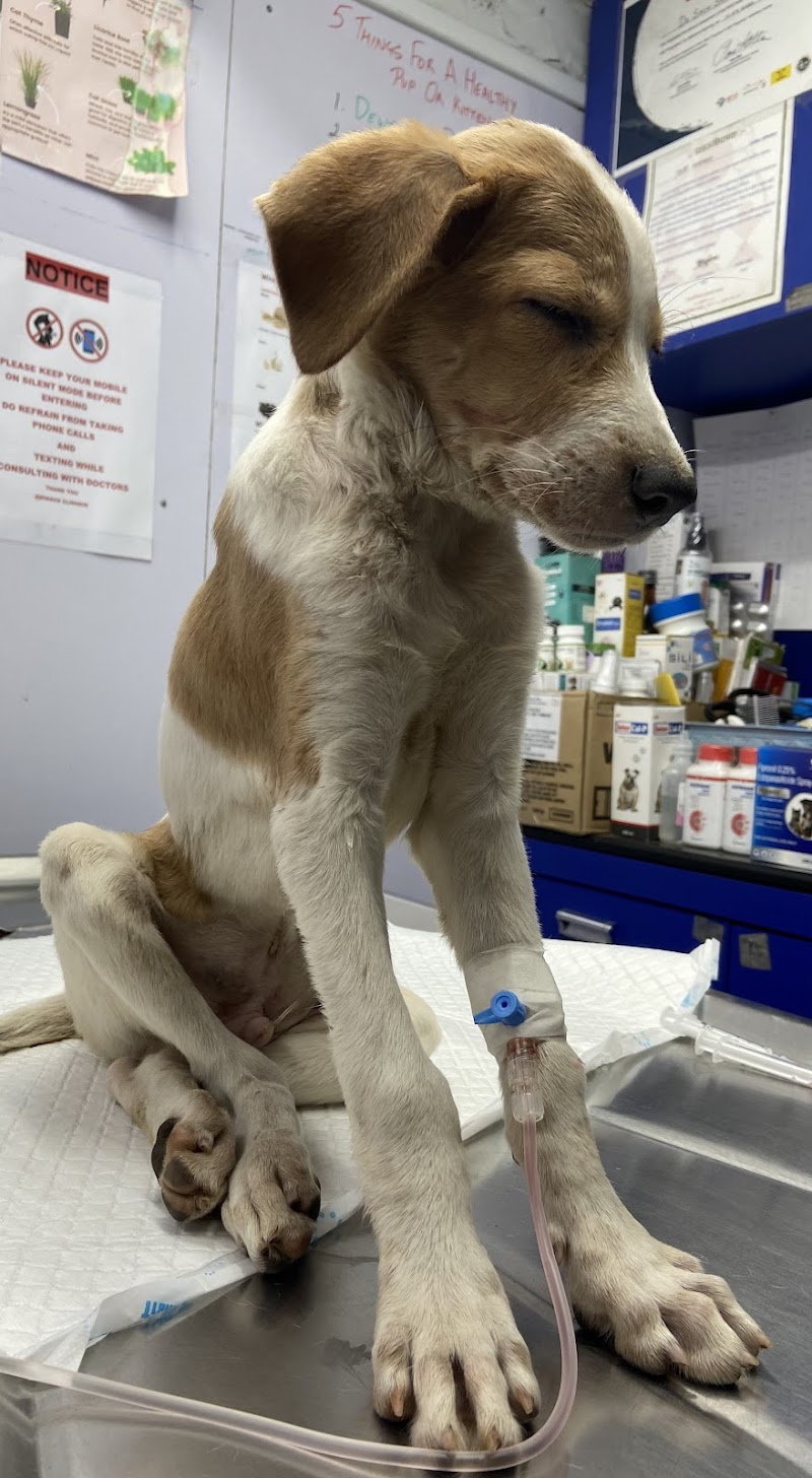 DR.NETKAR'S PET CARE CLINIC & PET SHOP — Photo 4